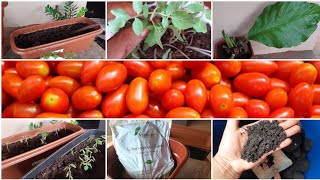 como preparar terra adubada pra plantar tomate cereja [upl. by Ybbor226]