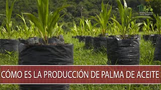 Como es la produccion de palma de aceite  TvAgro por Juan Gonzalo Angel Restrepo [upl. by Bick]