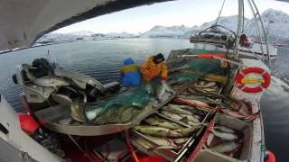 Winter Fishing lofoten norway Cod 2015  vinterfiske torsk i Lofoten ms Strandodden [upl. by Akemej]