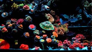 Reefer831quots 72 gallon Reef Tank [upl. by Hgielrebmik]