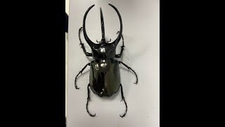 Chalcosoma atlas  Bọ 3 sừng [upl. by Nylikcaj]