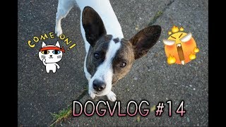 DogVlog 14  Hundemantel  Wurfspiele  Hundewurst [upl. by Tonneson]