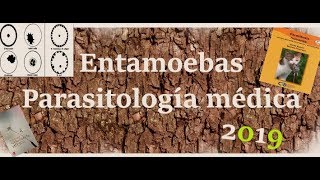 Amebas Parasitología Comensales Y Patógena [upl. by Lipkin]