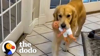 6 Things Every Golden Retriever Parent Knows  The Dodo [upl. by Yelsel]