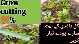 Gul Dawoodi ki cutting kaisay lgae care of plants in rainy season Guldawodi cutting rainy season [upl. by Onitrof443]