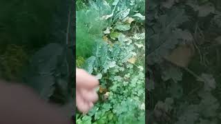 ZEOLITEIN POLVERE UTILIZZATA NELLORTO BIO SU CAVOLI E BROCCOLI 🌿🌿🌿🌿🤠🤠🤠 [upl. by Charo]