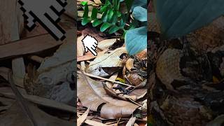 Gaboon viper snake 🐍 foryou wildlife singapore cuteanimal singapor cutebabies nature zoo [upl. by Fulvi]