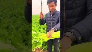 Celery harvesting shorts farming [upl. by Drandell]