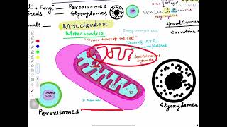 Beta Oxidation of fatty acidslipidsbscmscBotany [upl. by Arimas]