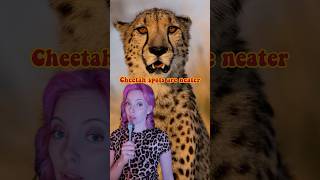 The difference between cheetah and leopard print 🎷 funnysong bigcats [upl. by Haimerej]