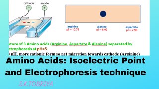 Isoelectric point of Amino Acid and Electrophoresis Technique [upl. by Collayer]