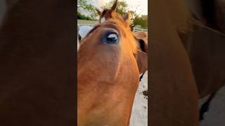 Funny Horses 😂🤪🤦‍♂️ horse horses funnyhorse animals [upl. by Naivaj976]