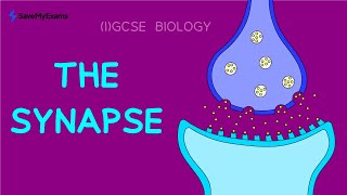 The Synapse in 2 Minutes  GCSE amp IGCSE Biology Revision 2024 [upl. by Anyzratak]