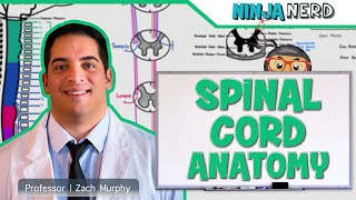 Neurology  Gross Anatomy of the Spinal Cord and Spinal Nerves [upl. by Zanas]