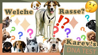 Was für eine Rasse ist mein Hund DNA Test  YooNessa [upl. by Tnomyar]