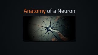 The anatomy of a neuron [upl. by Boar533]