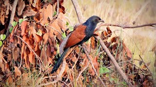 เสียงต่อนกกะปูด เสียงนกกด Crow pheasants sound [upl. by Yehsa597]