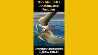 The Inferior Glenohumeral Ligament IGHL  Key to Shoulder Stability 견관절 안정성의 핵심 하부 관절와상완 인대 [upl. by Marj]