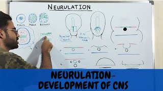 NEURULATION EMBRYOLOGY DEVELOPMENT OF CNS URDUHINDI [upl. by Dimitry]