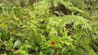 Wild Edible Hawaiian Thimbleberry [upl. by Torhert934]