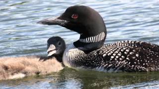 Unraveling Mysteries of the Common Loon [upl. by Waligore]