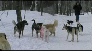 Education canine Dog walking à Montreal [upl. by Atnes]