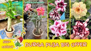 Best Adenium colour very low price  ARABICUM  swazicum  design plant available Online Sell [upl. by Candice]