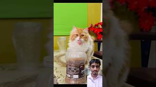 bhaari pad gya🤣😂 youtubeshorts catvideo cat catcomedy [upl. by Haraf]