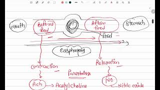 Peristalsis  Gastrointestinal Physiology  MBBS first year [upl. by Mathews]