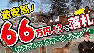 【馬主】サラブレットオークションで激安のお馬さんを探す方法をお教えします。66万円で馬主になれる、そんな夢見たいな方法を馬主おじさんが実践します。この馬がどんな活躍をするのか！セレクトセールに負けない [upl. by Joyann607]