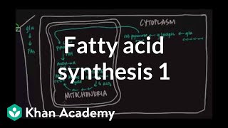 Fatty Acid Synthesis  Part I [upl. by Maurene484]