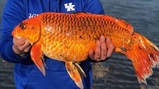 ‘Monster’ Goldfish the Size of Footballs Are Invading Lakes [upl. by Libyc606]