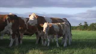 Irish Simmental The Complete Beef Breed [upl. by Waal150]