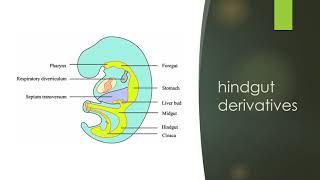 Embryonic periodendodermal derivatives [upl. by Eeralih]