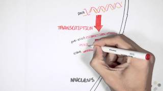 Transcription and Translation Overview [upl. by Oconnor]