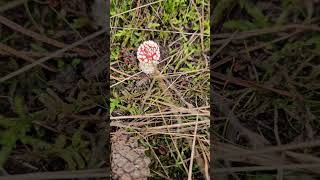 The Fly Agaric Mushroom 🍄 [upl. by Niliac]