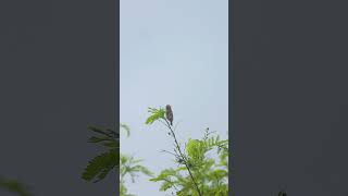 Zanzibar red bishop  4KUHD Short  WILDLIFE VIDEO African Birds  With Nikon P1000 [upl. by Elwin953]