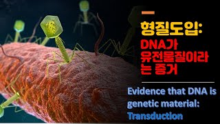 식품미생물학 형질도입transduction [upl. by Nilats]