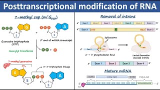 Posttranscriptional Modification of RNA  RNA processing  Biochemistry [upl. by Rube]