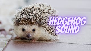 hedgehog screaming noise  hedgehog distress call [upl. by Oidiple]