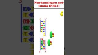 Non homologous end joining animation dnadamagerepair [upl. by Free272]