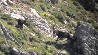 Cabras Montesas en celo luchando [upl. by Inuat]