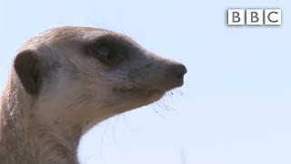 The snakebitten meerkats miraculous recovery  Planet Earth Live  BBC [upl. by Leggat]