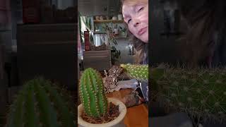 Red torch cacti propagation [upl. by Philip52]