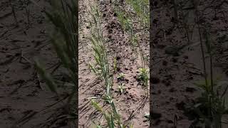 A glimpse of the 2023 wheat crop in Central Kansas Hoisington zeorianharvesting harvest2023 [upl. by Etnoj]