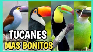 Tucanes más HERMOSOS del MUNDO 🤩  Tipos de tucanes CONOCELOS [upl. by Aenil]