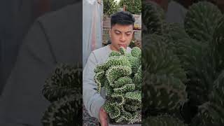 Extremely beautiful Opuntia Cylindrica Cristata dance video music plantmusic [upl. by Xantha413]