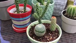 Plant Tour September 2017Meet My cacti [upl. by Eleni300]