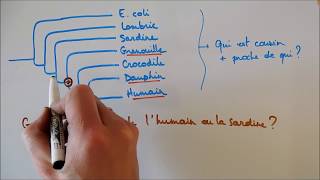 Arbres phylogénétiques 2  Interprétation groupes frères et clades [upl. by Rehpotsirhk]