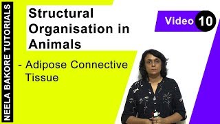 Structural Organisation in Animals  NEET  Adipose Connective Tissue  Neela Bakore Tutorials [upl. by Endaira671]